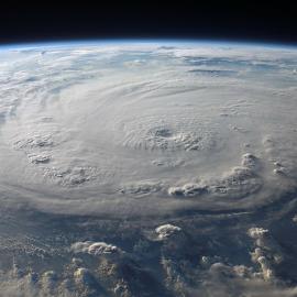 Hurricane Impact on Wildlife